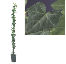 Storbladig murgröna FLORASELF Hedera hibernica 190cm Co 5L