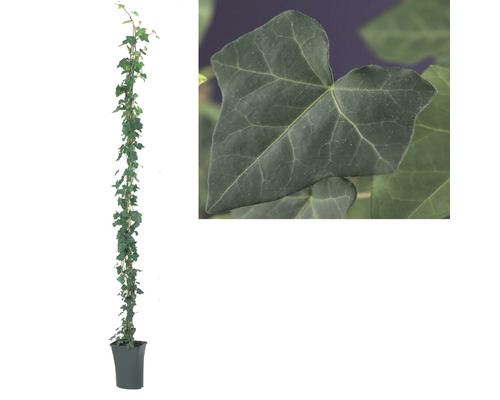 Murgröna planta i kruka med spaljé och detaljbild av ett murgrönsblad