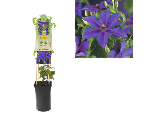 Klematis Mrs. N. Thompson planta i kruka med spaljé