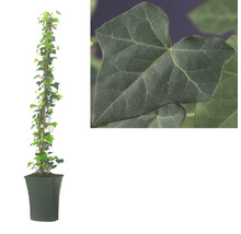 Murgröna planta i kruka med detaljbild av ett blad