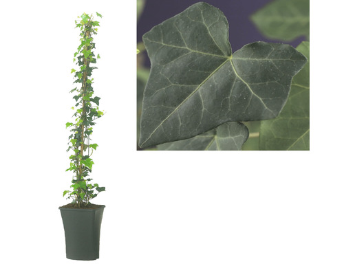 Murgröna planta i kruka med detaljbild av ett blad