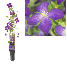 Klematis i en kruka med spaljé och en närbild av blomman.