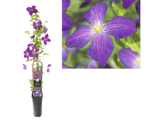 Klematis Clematis-Cultivars So Many® Purple Flowers PBR 80-90cm co 2,3L
