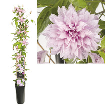 Klätterväxt Clematis i en kruka med rosa blommor.