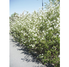 Häck av häckapeln med vita blommor vid vägkanten