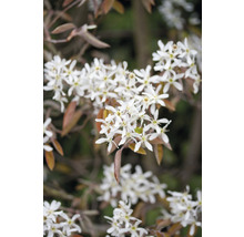 Blommor av häckaronia