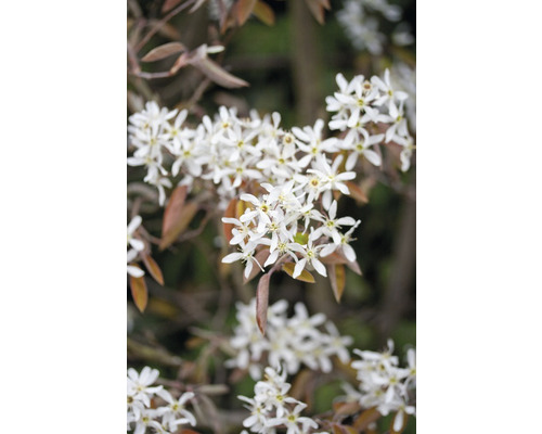 Blommor av häckaronia