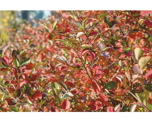 Dekorativ härmispel med höstlöv