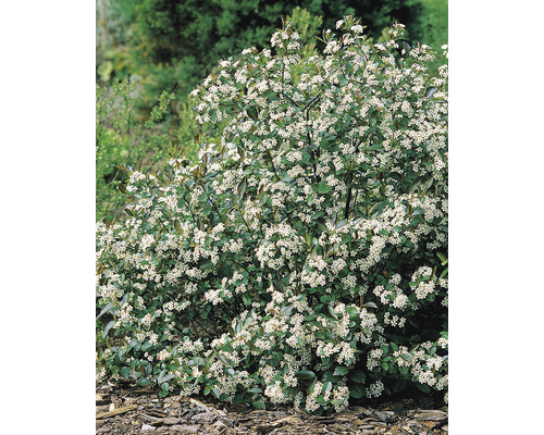 Blommande silverbuske som trädgårdsväxt
