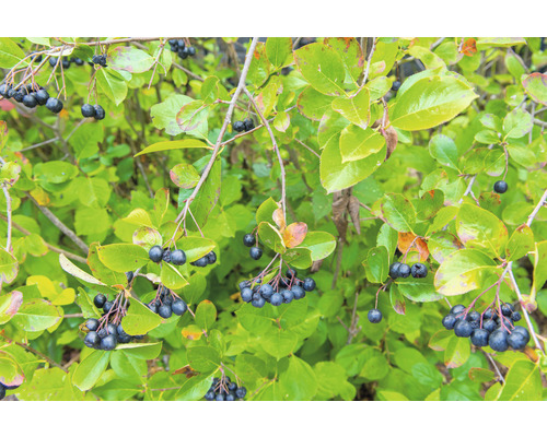 Aroniaväxt med svarta bär och gröna blad.