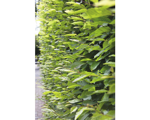 Häck med gröna blad för trädgården