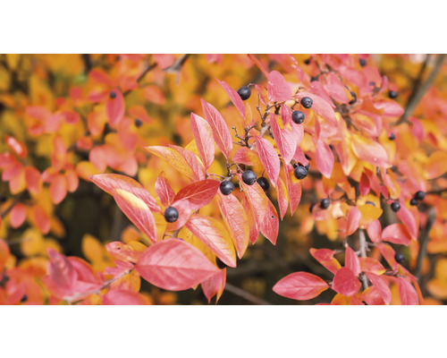 Dekorativ buske med röda blad och mörka bär