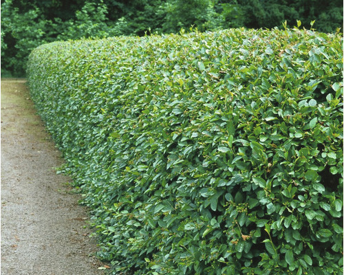 En grön, tät lagerhäggshäck längs en trädgårdsgång.