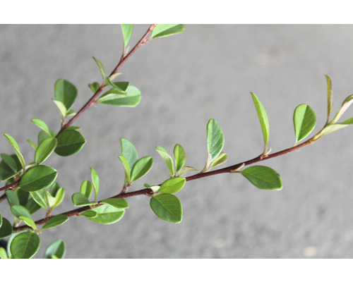 Gren av ett oxbär med gröna blad
