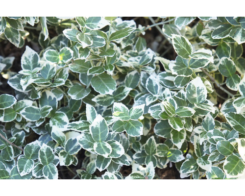 Städsegrön benved med blad