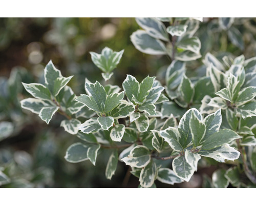 Klätterbenved OMNIA GARDEN Euonymus fortunei var. radicans Emerald Gaiety 20-pack