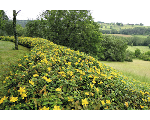 Landskap med Hypericum marktäckare