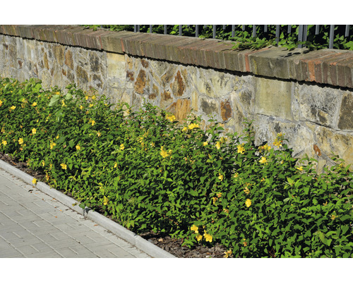 Stenmur med blommande johannesört som trädgårdsdesignelement