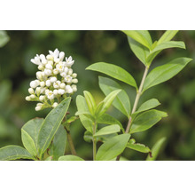 Blomställning av try med gröna blad