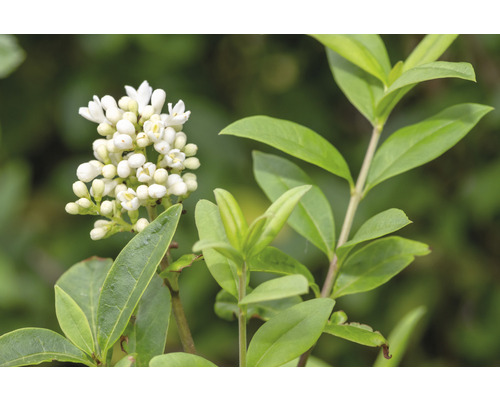 Blomställning av try med gröna blad