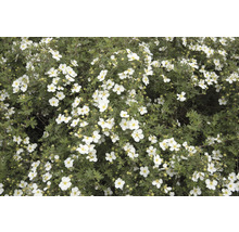 Buske med vita blommor