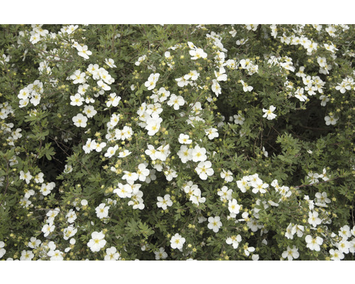 Buske med vita blommor