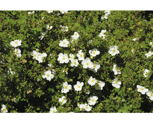 Blommande buske med vita blommor