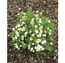 Låg buskväxt med vita blommor och gröna blad på barkmull