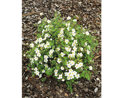 Trädgårdstok OMNIA GARDEN Dasiphora (Fruticosa-Gruppen) Abbotswood 100-pack Låg buskväxt med vita blommor och gröna blad på barkmull