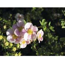 Blommor av buskfingerört växt