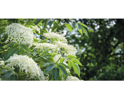 Fläderbuske med vita blommor och gröna blad