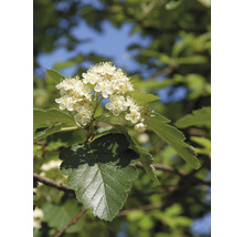 Oxel OMNIA GARDEN Sorbus intermedia E 100-pack