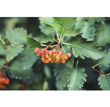 Oxel OMNIA GARDEN Sorbus intermedia E 100-pack