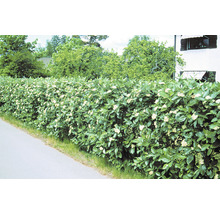 Oxel OMNIA GARDEN Sorbus intermedia E 100-pack