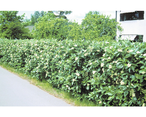 Blommande häck längs en trottoar