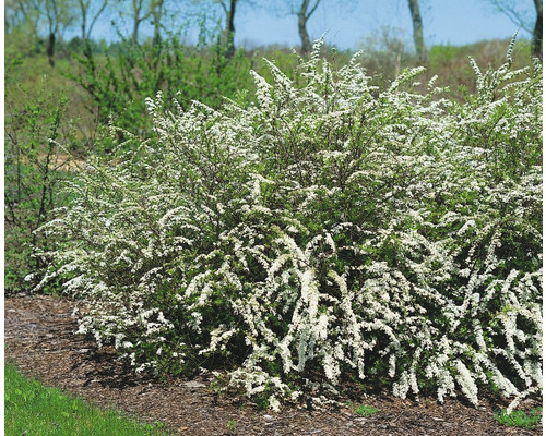 Blommande brudspirea i trädgården