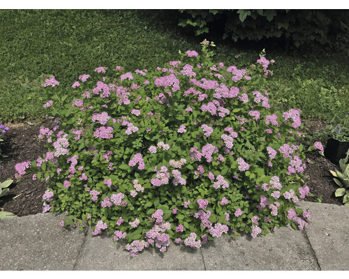 Blommande spirea i trädgården