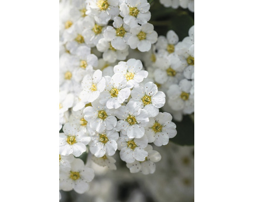 Närbild av vita spirea blommor
