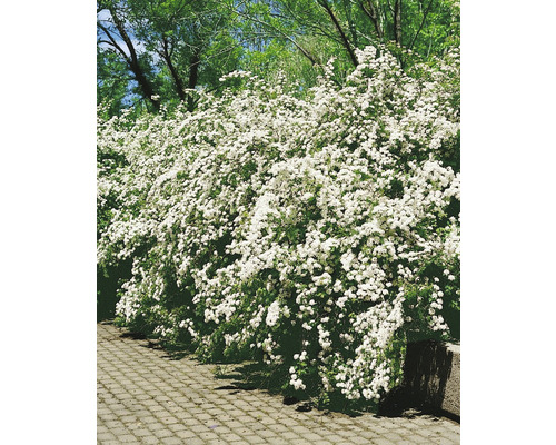 Häck med många vita blommor i trädgården