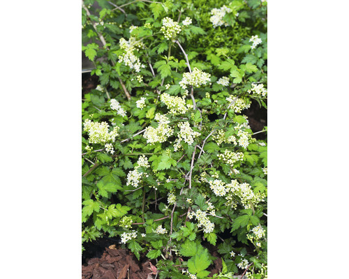 Blommande fläderbuske med gröna blad och vita blommor