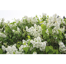 Blommande syrenbuske med vita blommor