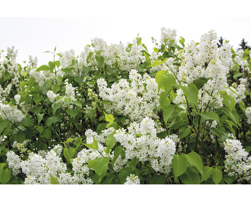 Blommande syrenbuske med vita blommor