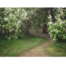 Scen med en stig genom en äng, kantad av blommande buskar