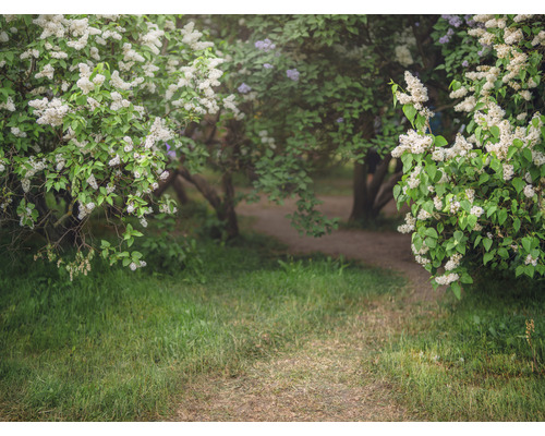 Scen med en stig genom en äng, kantad av blommande buskar