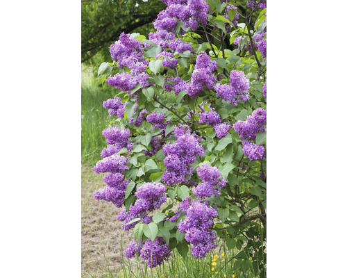 Blommande syrenbuske i trädgården