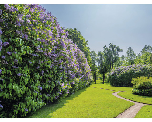 Välskött trädgård med gräsmatta, gång och blommande buskar