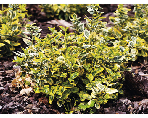 På bilden syns ett benvedsbuske.