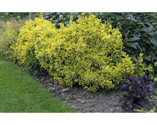 Gul Liguster i trädgården