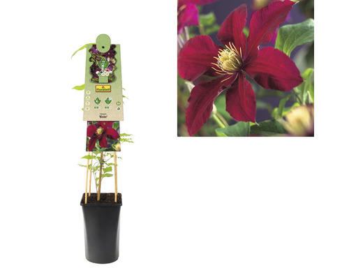 Klematisplanta i kruka med spaljé och blomma i närbild