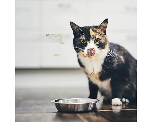 Katt slickar sig om munnen framför en matskål